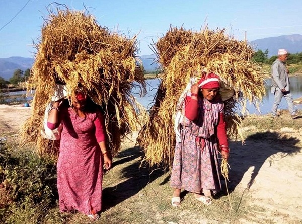 दाङको टरीगाउँ खेतबाट धानको भारी बोकेर घरतर्फ आउँदै महिला । यसबर्ष यहाँ धान उत्पादन राम्रो भएकाले किसान खुसी भएका छन् । तस्वीर : रासस