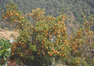 suntala 2